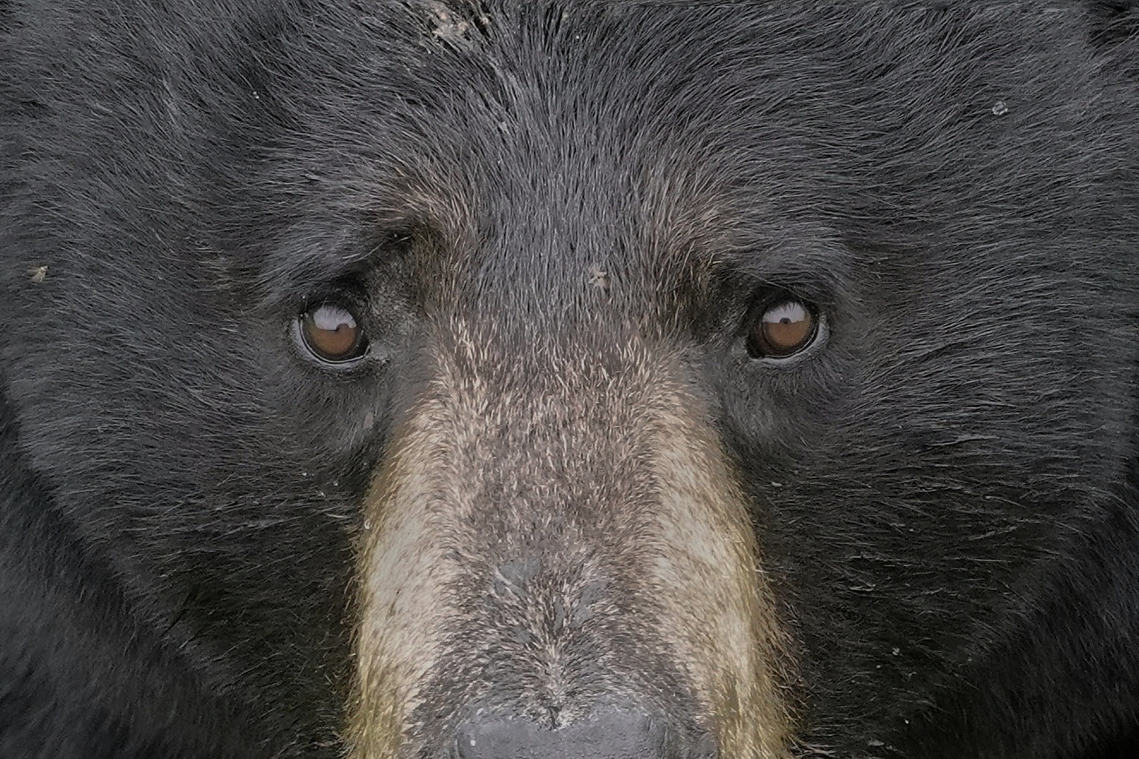 Portrait d'ours noir